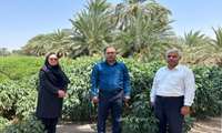 بازدید مدیر باغبانی از مزارع چای ترش شهرستان جازموریان
